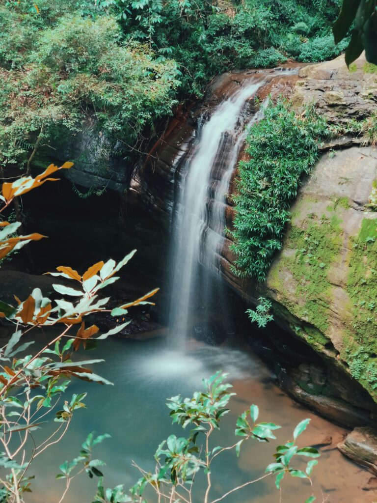 Buderim Forest Park, Sunshine Coast waterfall